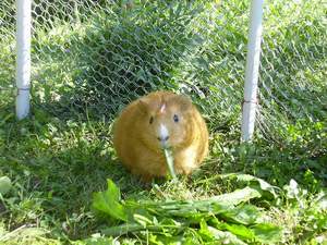 images/swinka morska.JPG24a0d.JPG
